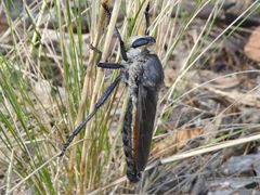 Pararatus ricardoae
