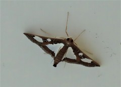 Glyphodes bivitralis