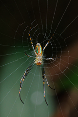 Leucauge tessellata