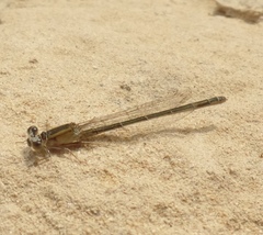 Ischnura fountaineae