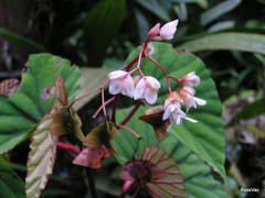 Begonia beryllae