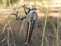 Pararatus ricardoae