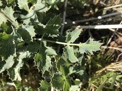 Lomatium repostum