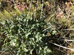 Lomatium repostum