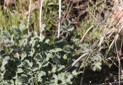 Lomatium repostum
