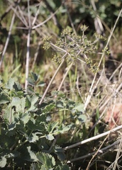 Lomatium repostum