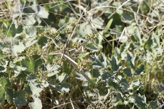 Lomatium repostum