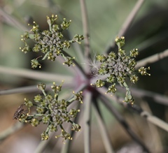 Lomatium repostum