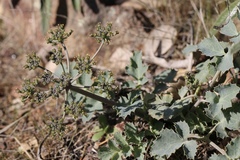 Lomatium repostum