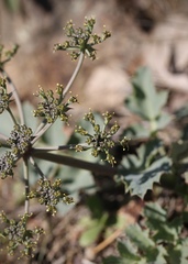 Lomatium repostum