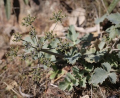 Lomatium repostum
