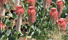 Pimelea decora