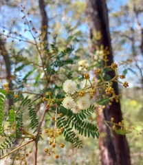 Acacia terminalis
