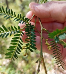 Acacia terminalis
