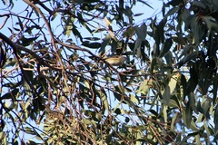 Pardalotus striatus ornatus