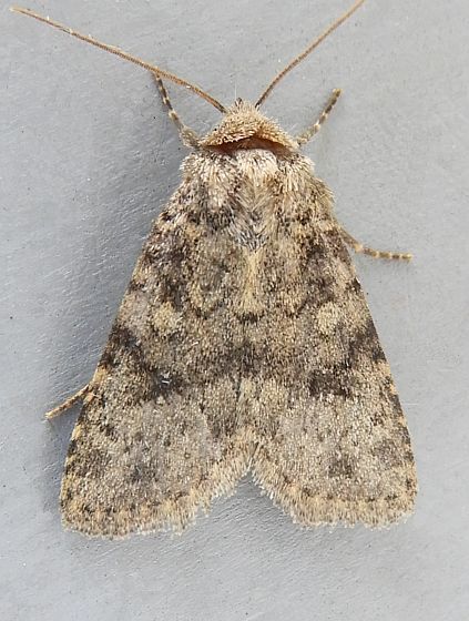 Homorthodes dubia