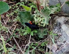 Pygodasis ephippium ephippium