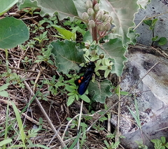 Pygodasis ephippium ephippium