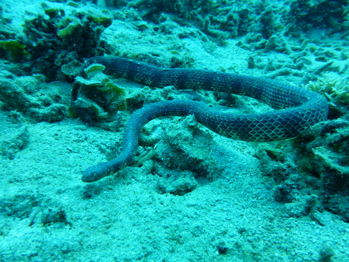 Photo of a Dubois' Sea Snake (Aipysurus duboisii)