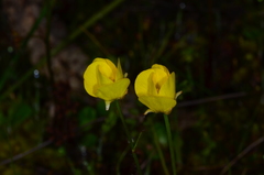 Ranunculus pachycarpus