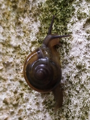 Macrochlamys kelantanensis