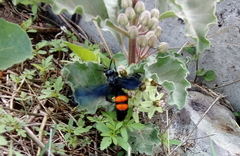 Pygodasis ephippium ephippium