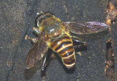 Mallota curvigaster