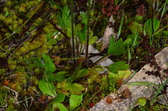 Ranunculus pachycarpus