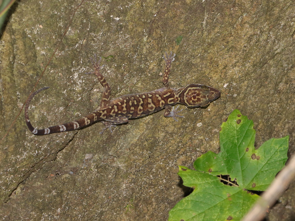 Sanook Bent-toed Gecko