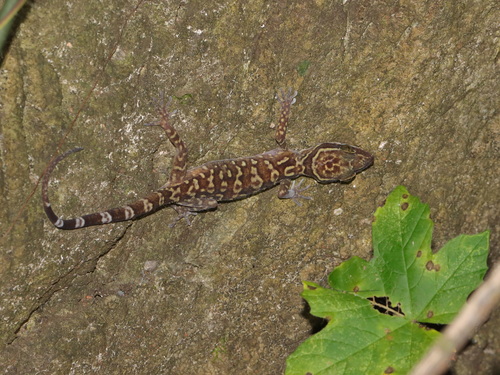 Sanook Bent-toed Gecko, Cyrtodactylus sanook