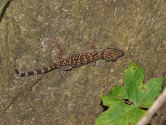 Cyrtodactylus sanook