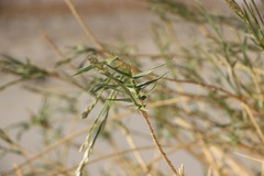 Swallenia alexandrae