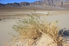 Swallenia alexandrae