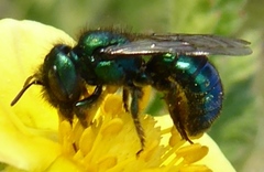 Hoplitis fulgida fulgida