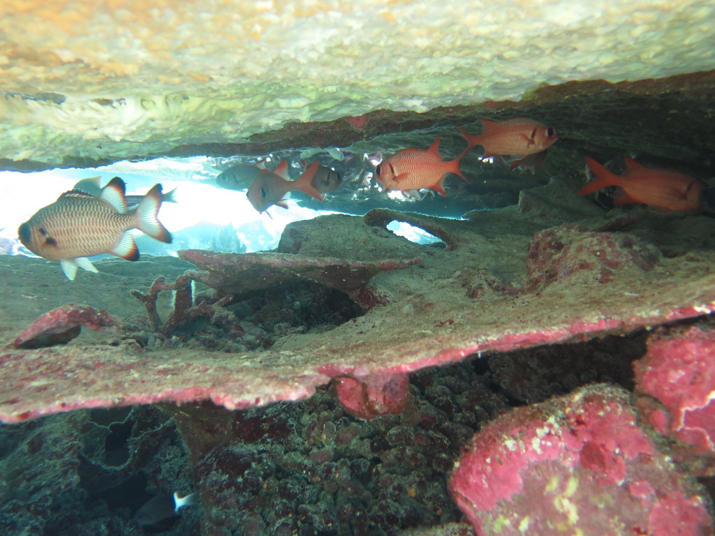 Bruinvin-soldatenvis (Myripristis adusta) — Holocentridae