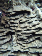 Goniastrea stelligera