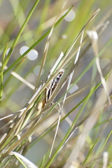 Macrotona securiformis
