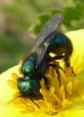 Hoplitis fulgida fulgida