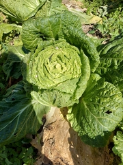 Brassica rapa pekinensis