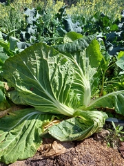 Brassica rapa pekinensis