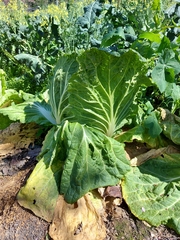 Brassica rapa pekinensis
