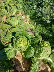 Brassica rapa pekinensis