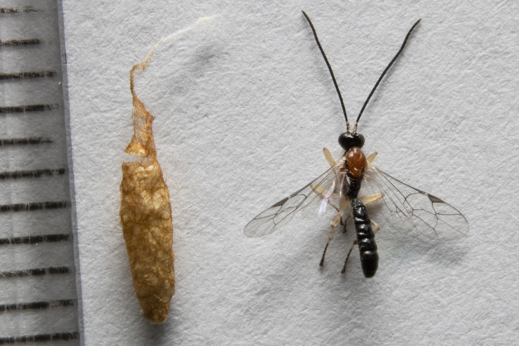 Zatypota luteipes