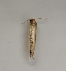 Erechthias chionodira