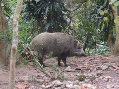 Sus scrofa moupinensis