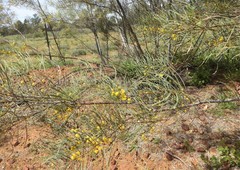 Acacia murrayana