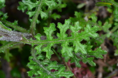 Senecio bathurstianus