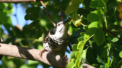 Ramsayornis fasciatus