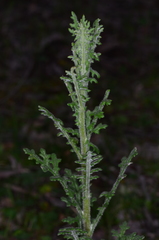 Senecio bathurstianus