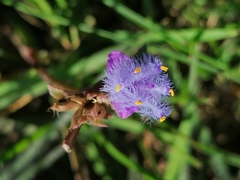 Cyanotis speciosa